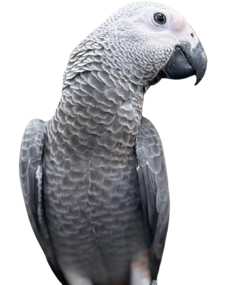 African Grey Parrots