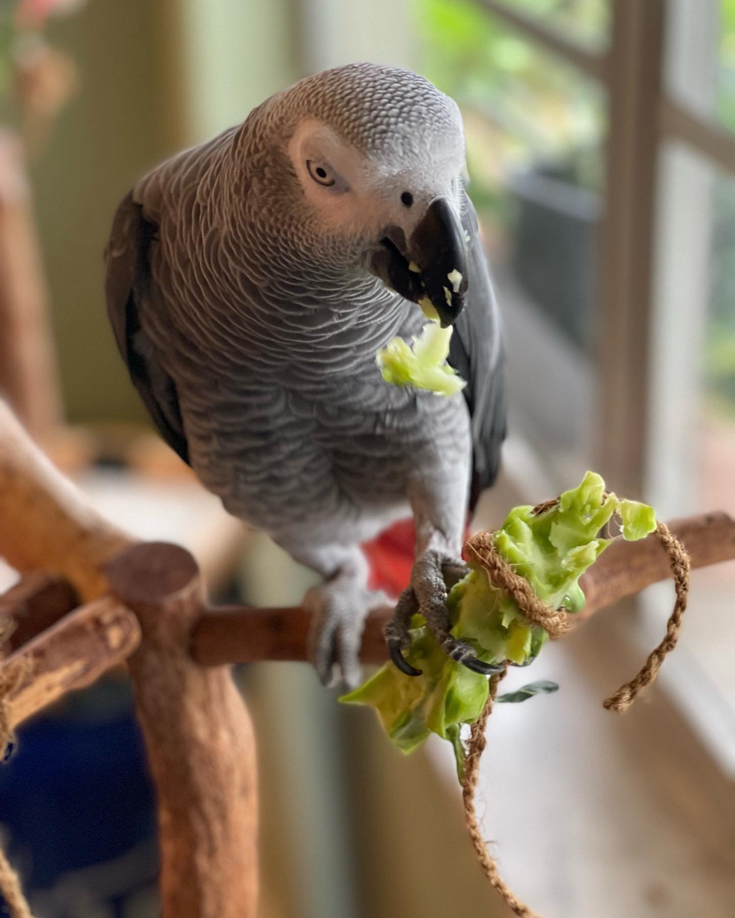 african grey birds for sale
