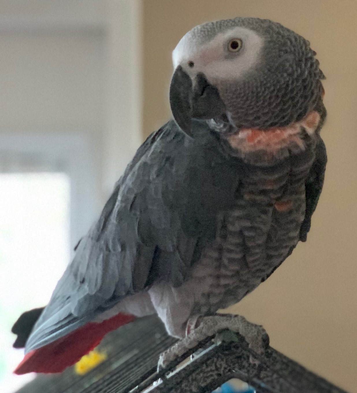 Congo African Grey Parrots for Sale Near Me
