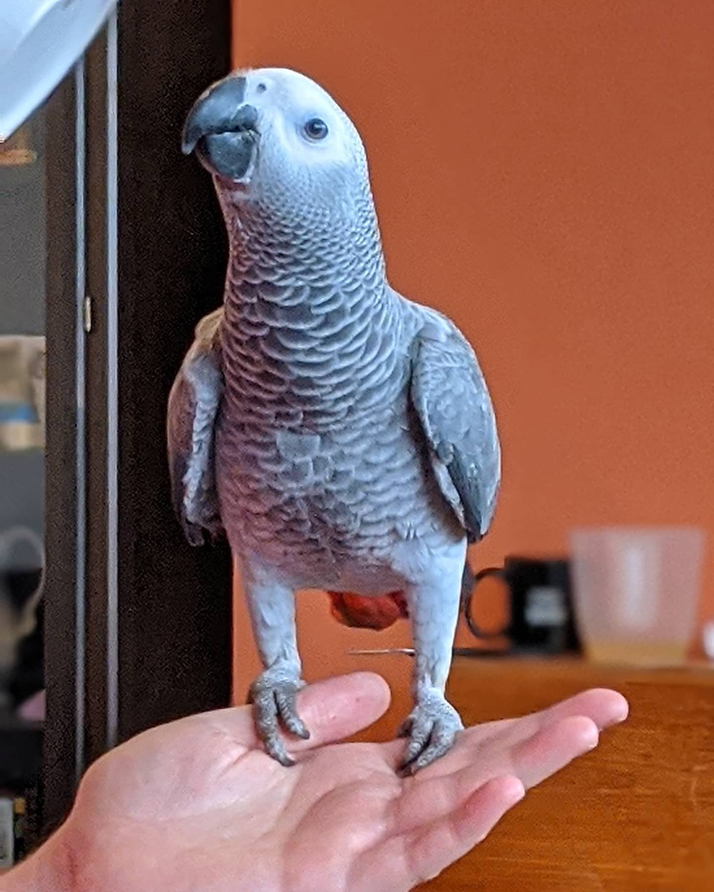 Cheap African Grey Parrot for Sale