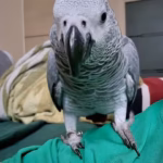 Timneh African Grey Parrots for Sale