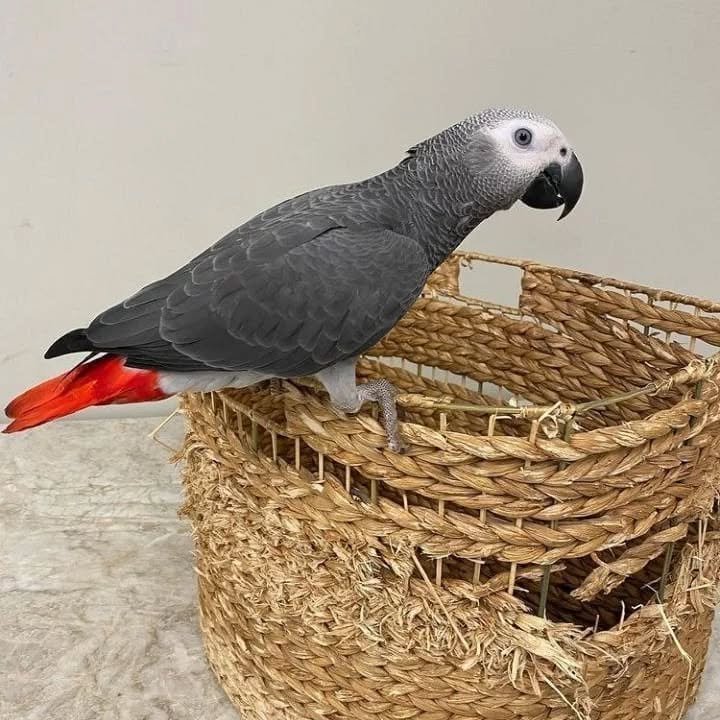 Lifetime Support for African Grey Owners
