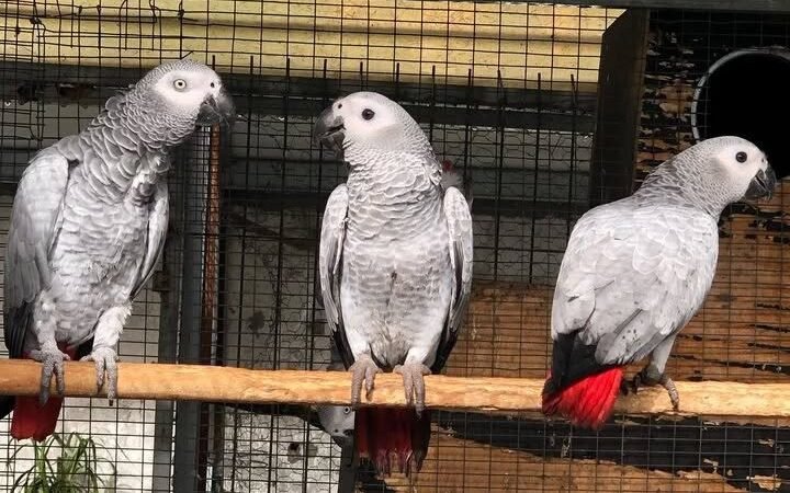 African Grey Parrots in Illinois