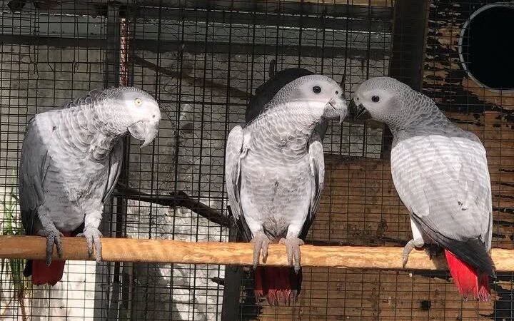 African Grey Parrots in Maryland