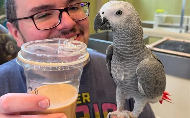 African Grey Parrots in Indiana