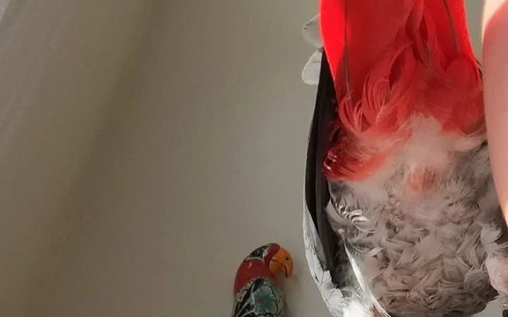 African Grey Parrots in Iowa