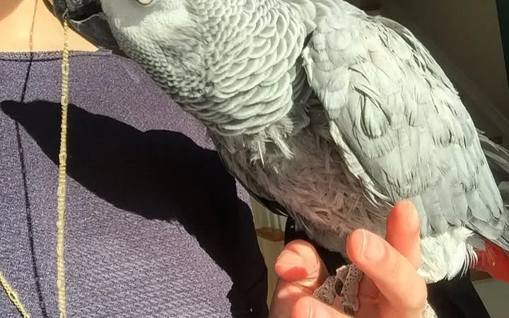 African Grey Parrots in Kansas