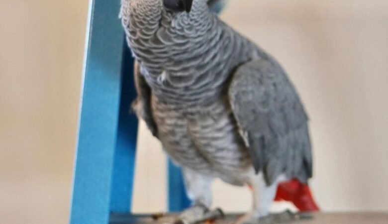 African Grey Parrots in Kentucky