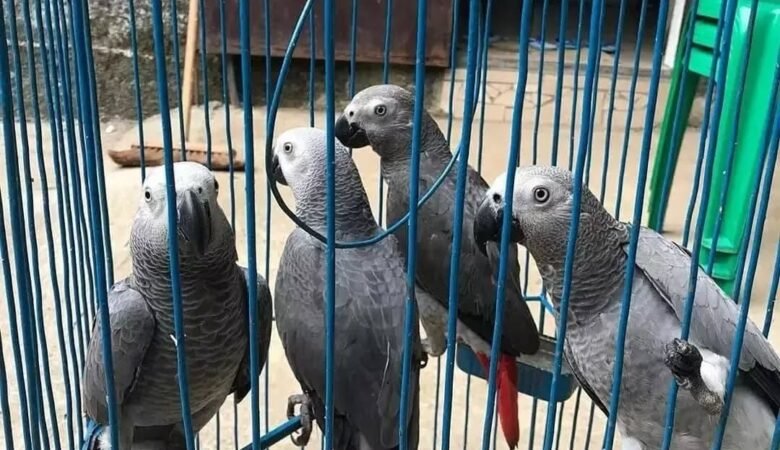 African Greys for Sale in Connecticut