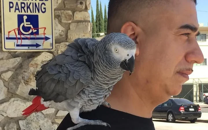 African Greys for Sale in Delaware