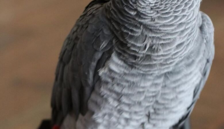 African Greys for Sale in Georgia
