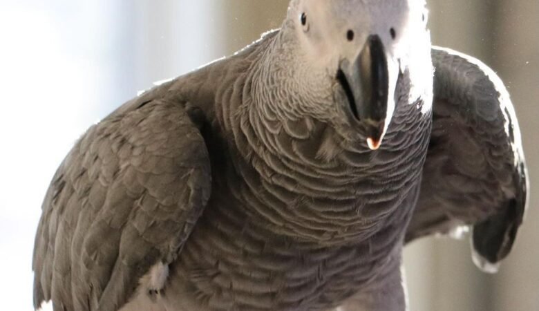 African Greys for Sale in Alabama