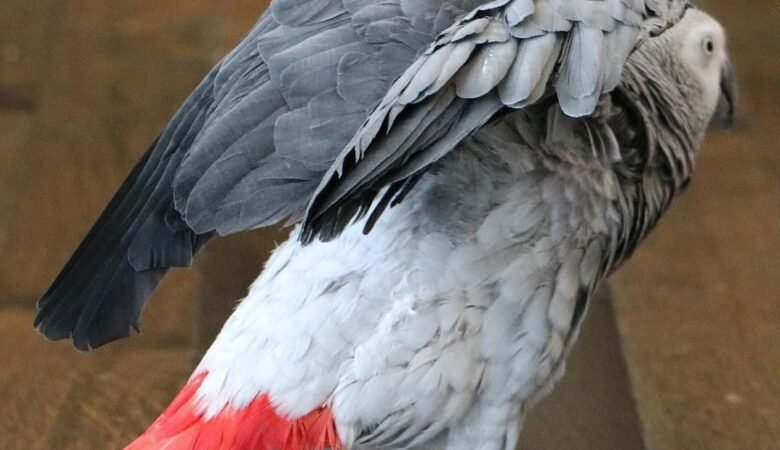 African Greys for Sale in Alaska