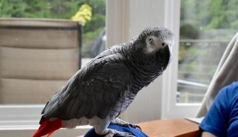 African Greys for Sale in Arizona