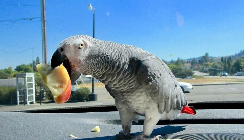 African Greys for Sale in Arkansas