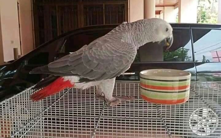 African Greys for Sale in California