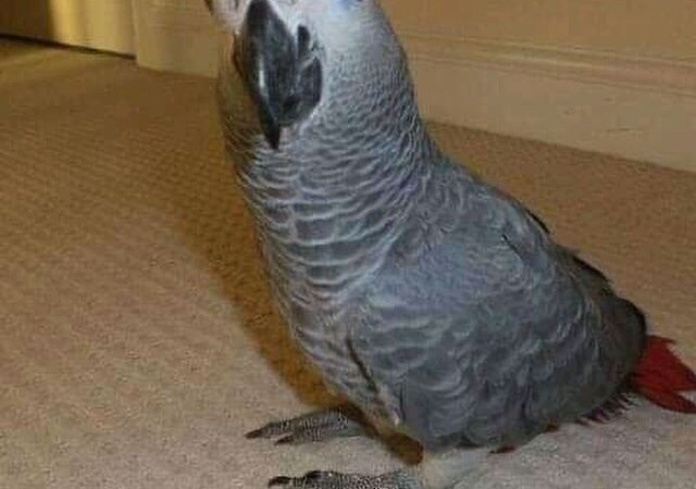 African Greys for Sale in Colorado
