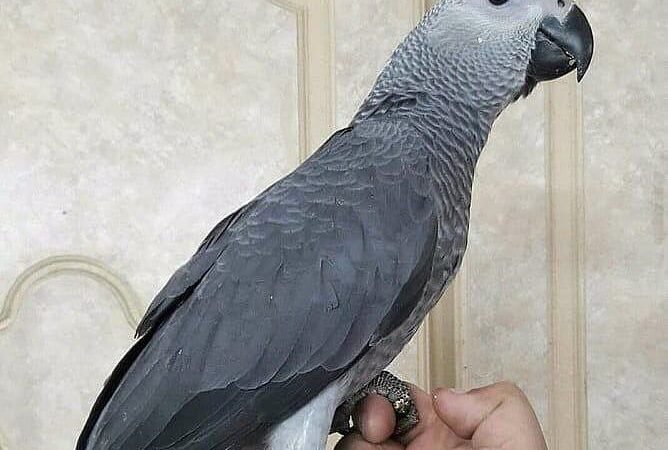 African Greys for Sale in New Hampshire