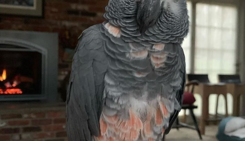 African Greys for Sale in Florida
