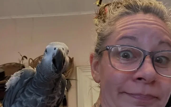African Greys for Sale in Nevada