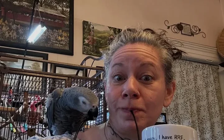 African Greys for Sale in New Jersey