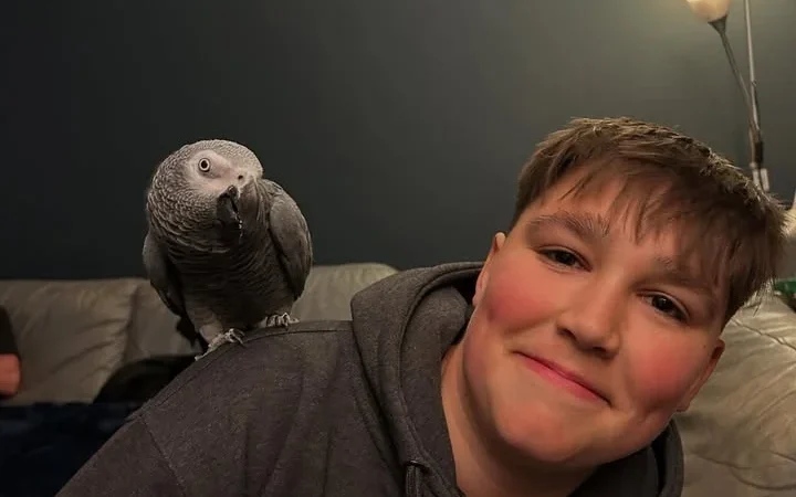African Greys for Sale in Minnesota