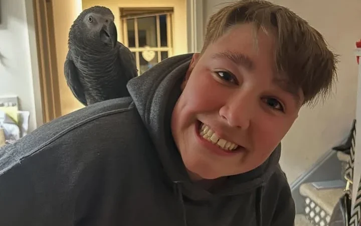 African Greys for Sale in Mississippi