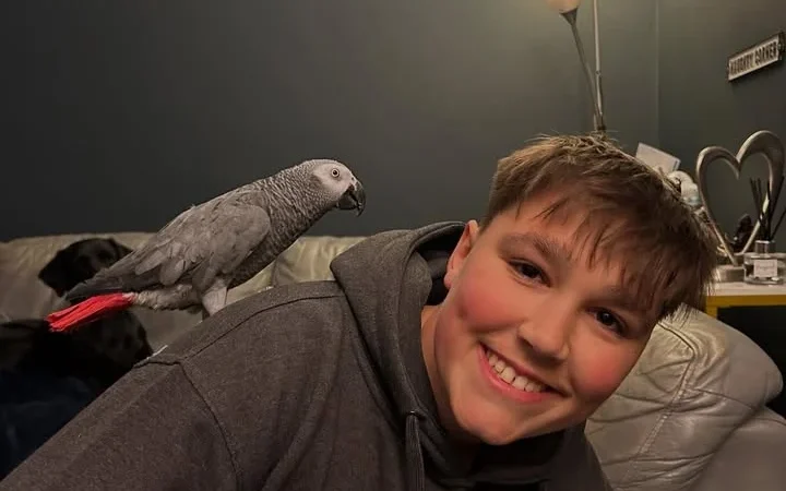 African Greys for Sale in Kansas