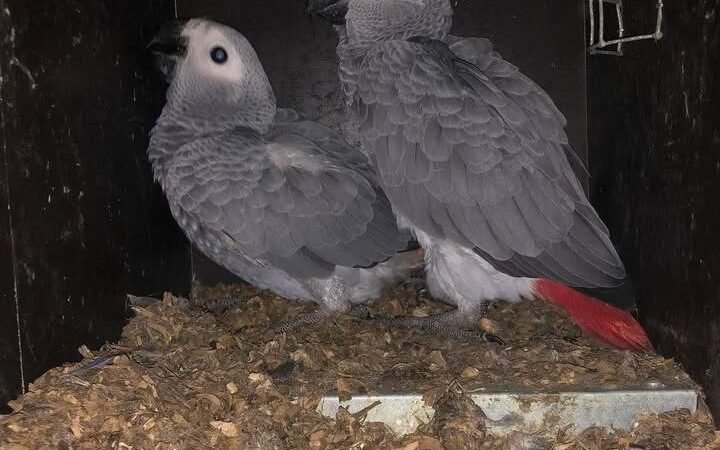 African Grey Parrots for Sale in Massachusetts