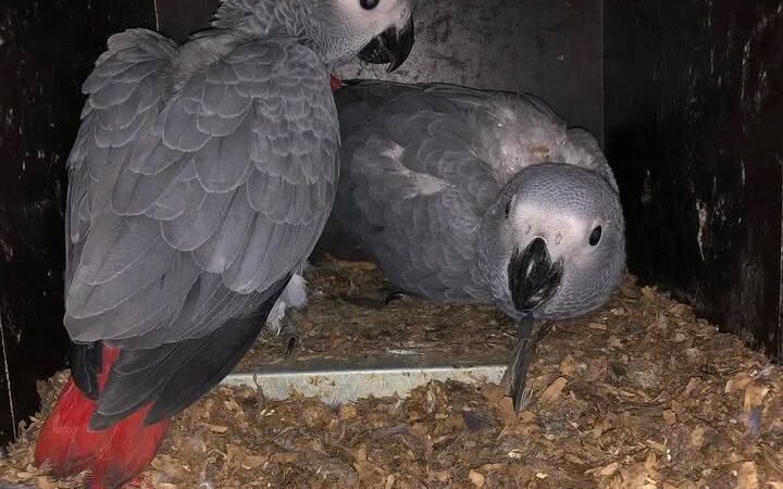African Grey Parrots for Sale in New Jersey