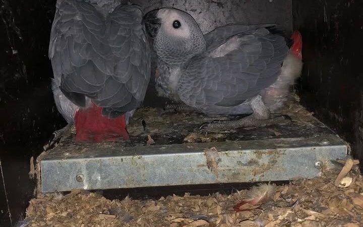 African Grey Parrots for Sale in New Hampshire