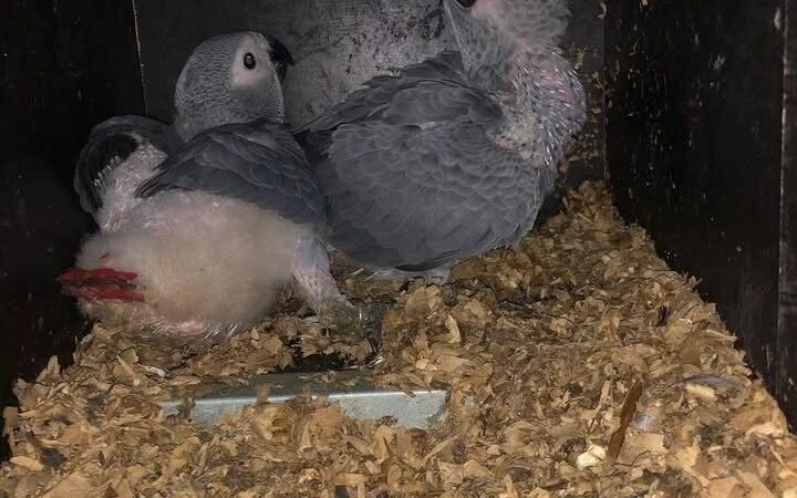 African Grey Parrots for Sale in Nevada