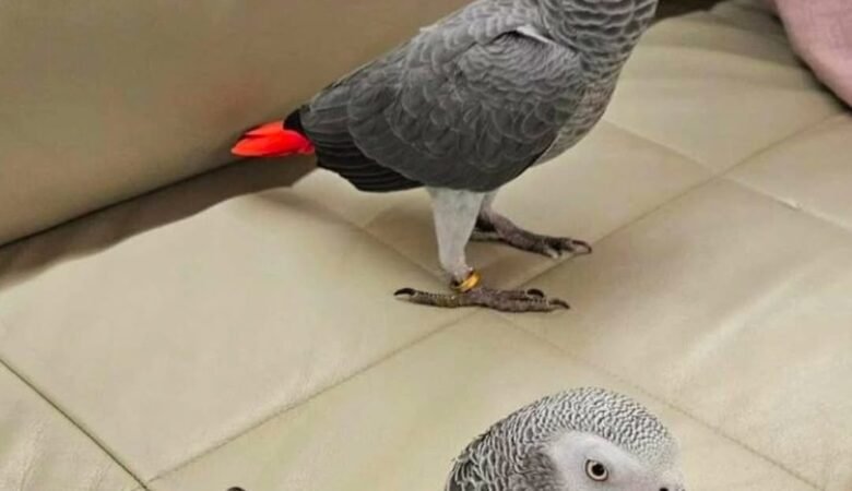 African Grey Parrots for Sale in Michigan