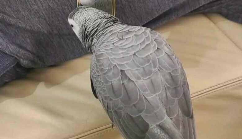 African Grey Parrots in Florida