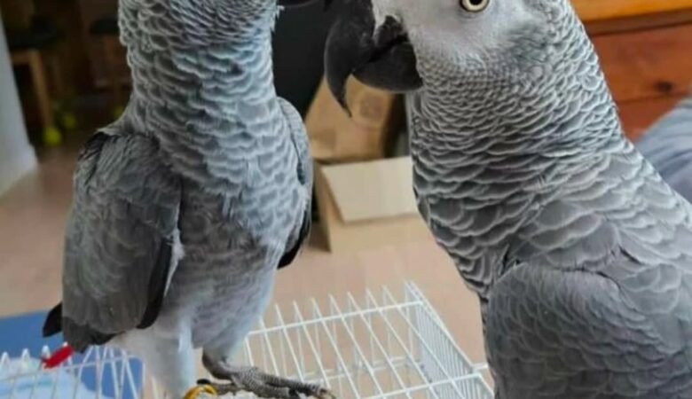 African Grey Parrots in Alabama