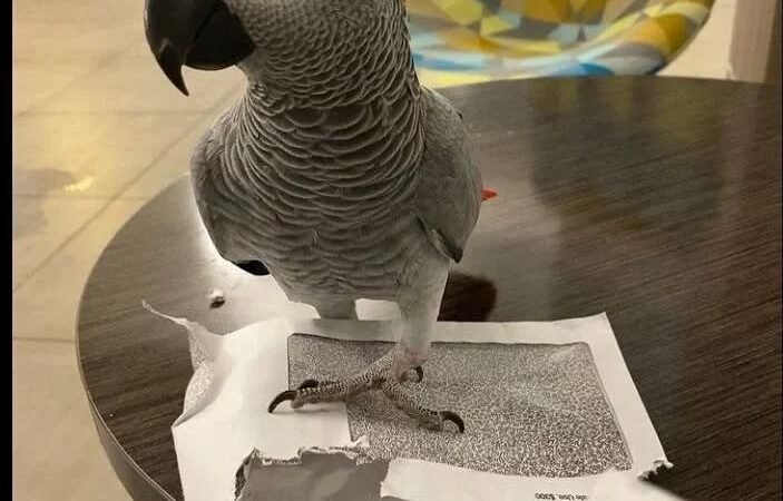 African Grey Parrots in Colorado