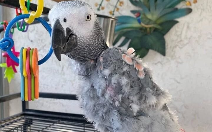 African Grey Parrots for Sale in Pennsylvania