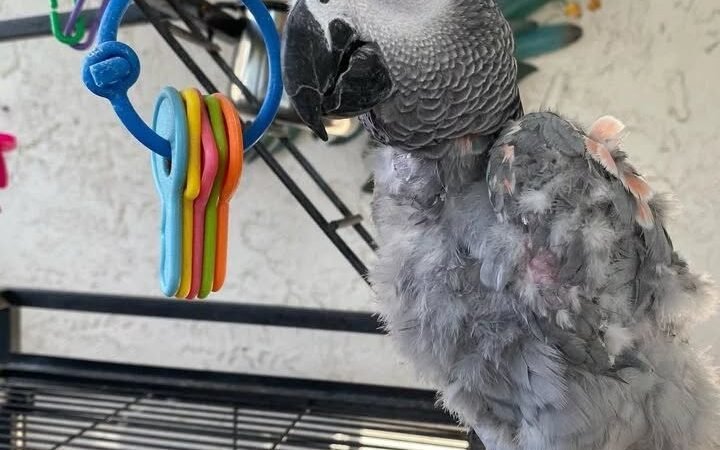 African Grey Parrots in Delaware