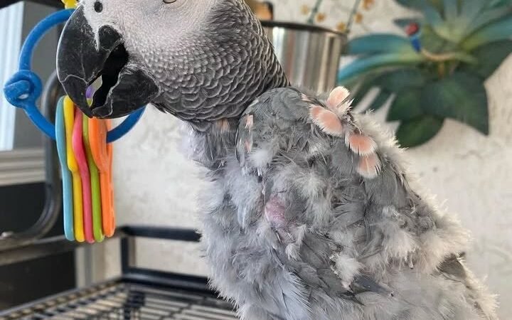 African Grey Parrots for Sale in Rhode Island