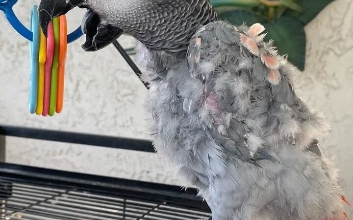 African Grey Parrots for Sale in South Carolina
