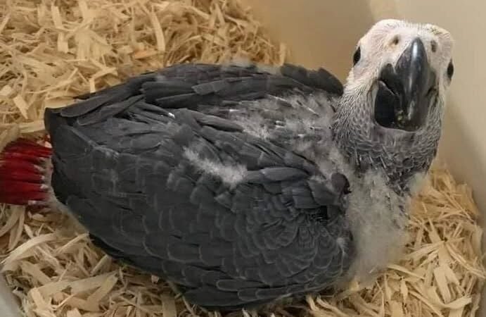 African Grey Parrots for Sale in Oregon