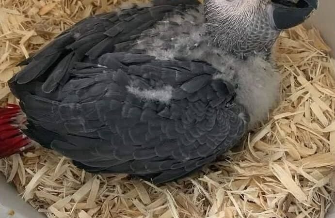 African Grey Parrots for Sale in New Mexico