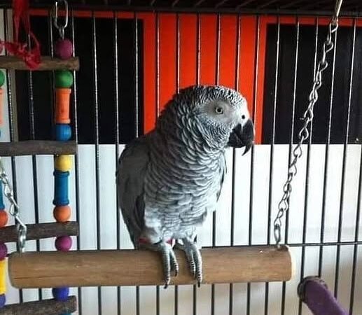 African Grey Parrots for Sale in New York