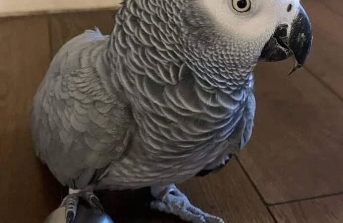 African Grey Parrots for Sale in North Carolina