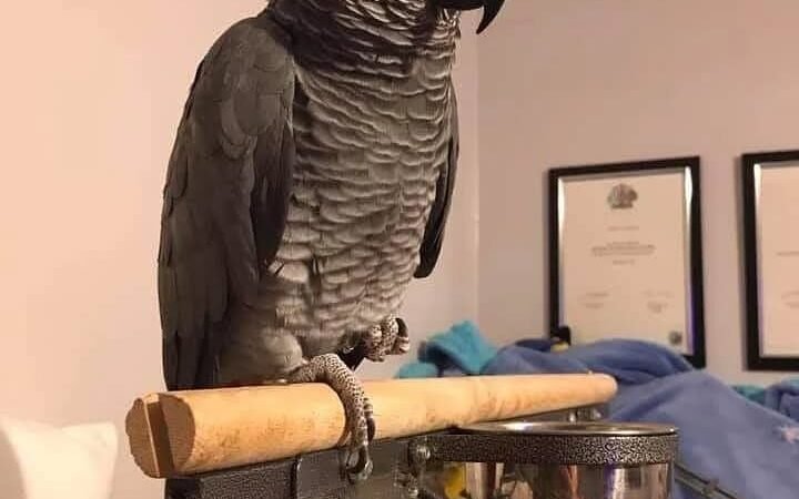 African Grey Parrots for Sale in Florida