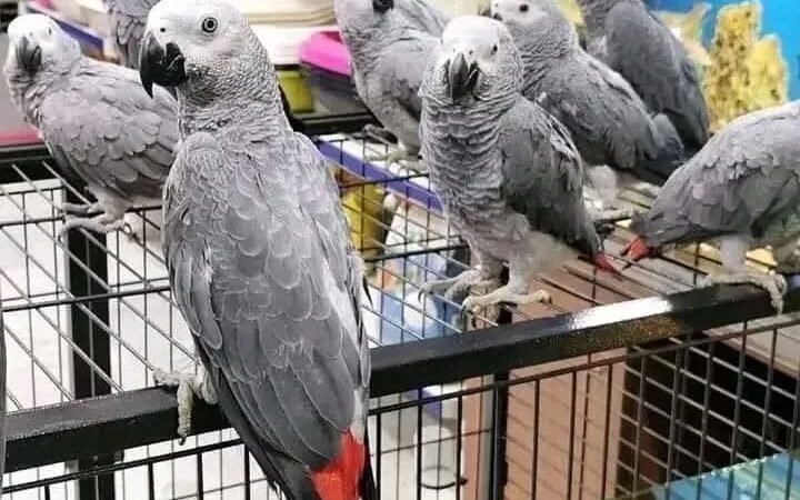 African Grey Parrots for Sale in Ohio