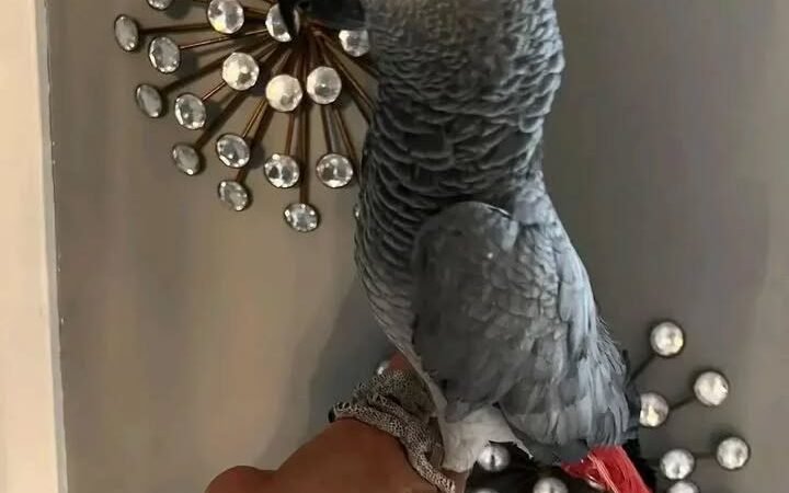 African Grey Parrots for Sale in Oklahoma