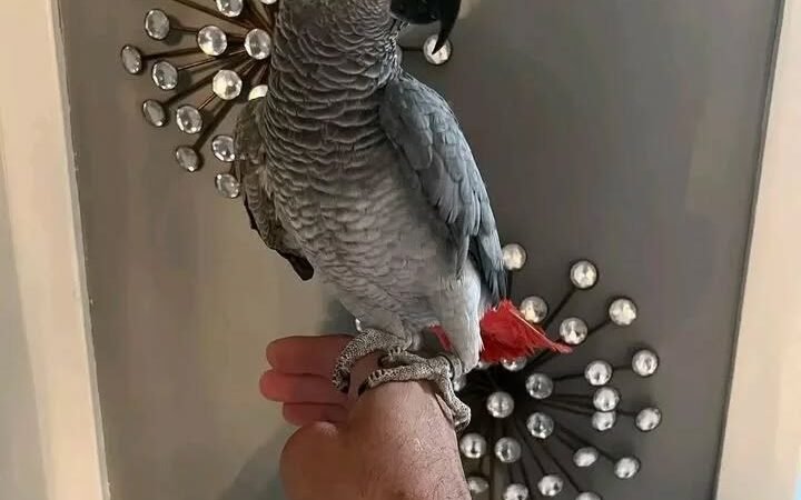 African Grey Parrots for Sale in Alabama