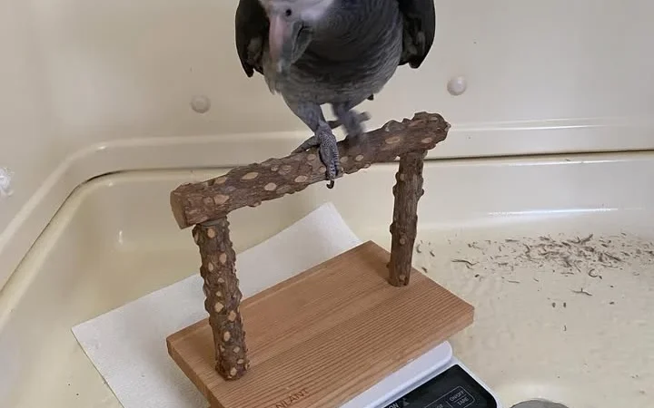 African Greys for Sale in Rhode Island