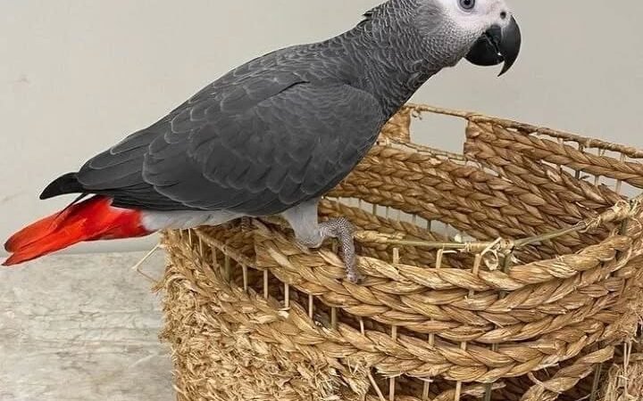 African Grey Parrots for Sale in Arkansas